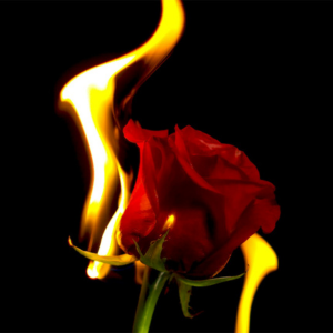 Human Design Gate 30 The Gate of Desire